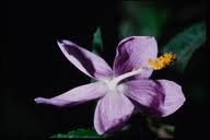 Image result for Hibiscus meyeri