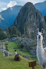Image result for Blue Inca 2007 147