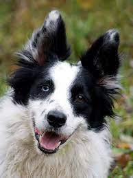 Fellow Border Collie Border Collie Dog Dog So Cute