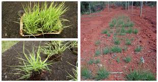 Image result for Melinis effusa