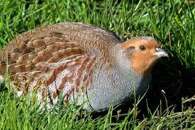Wie Vogel In Den Wintermonaten Leben Nabu Baden Wurttemberg