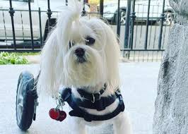 Casa para perro grande terry y vania. La Vida Feliz En Una Casa De Acogida Para Perros Con Necesidades Especiales Srperro La Guia Para Animales Urbanos