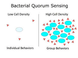 Bacterial Quorum Sensing Senses Everything Is Energy Quorum