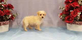 Find pets for sale in winchester, va on oodle classifieds. Puppy City 3343 Valley Pike Winchester Va 22602 Usa