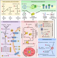 the court imposed death penalty to two of the defendants, imam and arifin, panel of judges chairman m. Investigating The Plant Response To Cadmium Exposure By Proteomic And Metabolomic Approaches Villiers 2011 Proteomics Wiley Online Library