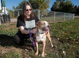 Brighton shelter pitbulls adoption puppies dogs animals animales pit bulls. Unpacking Denver S Pit Bull Ban And The Push To Repeal It 5280