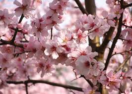 Image result for Prunus