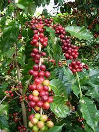Coffee Tree Coffee Bean Tree Coffee Beans Photography Types Of Coffee Beans