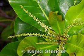 Image result for Terminalia stuhlmannii