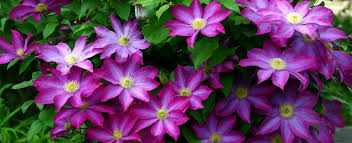 Check spelling or type a new query. Clematis Minter Country Garden