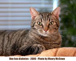 Cat Diabetes Treatment Poc