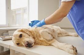 Is your dog facing an illness with no hope of getting better? Putting Dog To Sleep How To Take Such A Difficult Decision