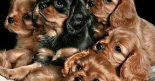 Black And Tan Cavalier King Charles Puppy Royal Portrait Ruby And A Black And Tan Cavalier Pups 3 King Charles Cavalier Spaniel Puppy King Charles Dog King Spaniel