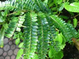 Image result for Didymochlaena