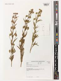 Image result for Nesogenaceae