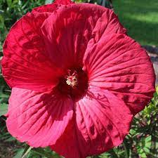 It's the 'fireball' hardy hibiscus! Fireball Hardy Hibiscus Plants For Sale Rose Mallow Free Shipping