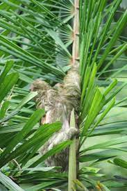 Sloth Being Ever So Lazy Bald Eagle Sloth Animals