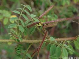 Image result for Indigofera colutea