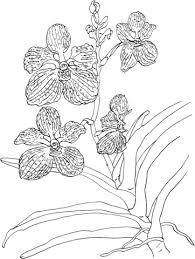 You might also be interested in coloring pages from orchid category. Vanda Coerulea Or Blue Vanda Orchid Coloring Page Free Printable Coloring Pages Flowers Coloring Pages Coloring Pages Orchids