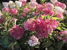Image result for hydrangea paniculata vanille fraise