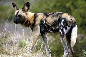 The wild dog is one of the world's most endangered mammals. African Wild Dog Wild Republic