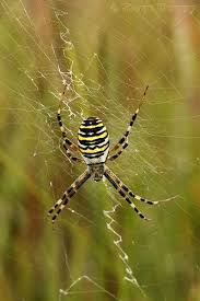 Black And Yellow Striped Spider Uk Wasp Spider Argiope Bruennichi Spider Arachnids Spiders Insects