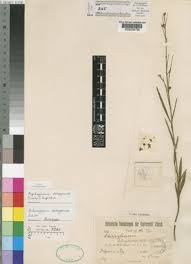 Image result for Aspidoglossum biflorum