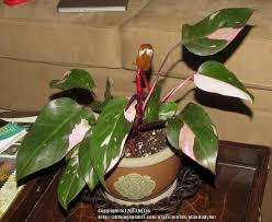 How to propagate blushing philodendron, house plant propagation.подробнее. Photo Of The Entire Plant Of Blushing Philodendron Philodendron Erubescens Pink Princess Posted By Plantladylin Garden Org
