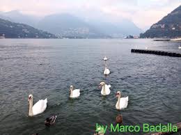 Ducks On Lake Como Enjoying A Morning At Lake Como