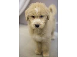 Most of our puppies are prepared to come home at 8 weeks old. Huskydoodle Dog Male Apricot 1936807 Petland Wichita Ks
