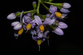 Image result for Solanum terminale