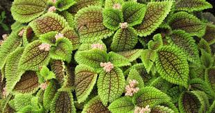Image result for Pilea rivularis