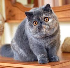 Kedi Cinsleri En Begenilen 55 Tur Ve Ozellikleri Paratic