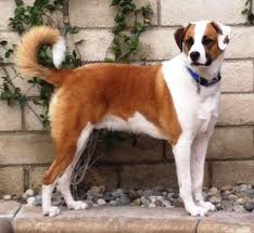 Check spelling or type a new query. Beautiful Australian Shepherd Boxer Mix For Sale In Santa Clarita California Classified Americanlisted Com