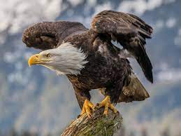It has been brought to our attention that imposters are attempting to solicit money from eagles fans on social media, in the name of a charity which does not exist. Bald Eagles Found Nesting In Arizona Saguaro Cactus For First Time In Decades Smart News Smithsonian Magazine