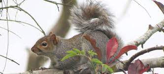 How Long Do Squirrels Live And Other Interesting Squirrel Facts Doorstepzoo Com