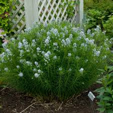 Image result for Cyanastrum johnstonii