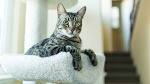 The 5 Tabby Cat Patterns - Catster