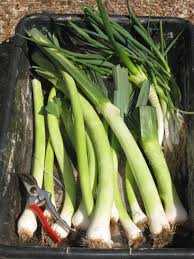 Give harvested leeks a shake and brush off as much soil as possible then rinse the plant thoroughly. Harvesting And Storing Leeks Gardenerd