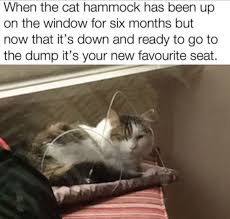 Caturday is here to slay (36 cat memes). Funny Caturday Cat Meme Post Album On Imgur