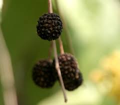 Image result for Guazuma