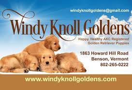 The mother is a beautiful deep red american, and the father is. Green Mountain Marketing Advertising Inc Windy Knolls Goldens Akc Golden Retriever Dog Breeder Website Green Mountain Marketing Advertising Inc