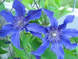 Check spelling or type a new query. Clematis Sapphire Indigo Brushwood Nursery Clematis Specialists