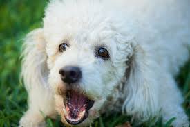 Barking dog has apartment dweller on the ropes. What To Do When A Neighbor Dog S Barking Is Driving You Insane Dr Marty Becker
