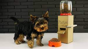 Diy Puppy Dog Food Dispenser From Cardboard At Home Diy Dog Stuff Dog Feeder Diy Dog Food