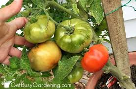 Maybe you would like to learn more about one of these? Tomatoes Not Turning Red Try These 5 Tricks Get Busy Gardening