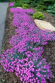 Image result for Dianthus