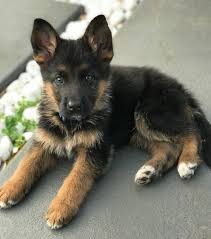 Whether you're looking for a working dog, a show dog, or just the perfect family. 220 German Shepherds Ideas German Shepherd Dogs German Shepherd Puppies Shepherd Dog