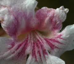 Image result for Stereospermum kunthianum