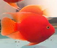 導讀 血鸚鵡 又叫做財神魚 因外觀討喜 全身幾乎血紅色 深受魚迷們喜愛 白點病是鸚鵡魚常見的疾病 又稱小瓜蟲疾病 發病率和死亡率很高 症狀初期 胸鰭 背鰭 尾鰭和體表均有白點狀散佈 要及時治療 拖得越長 治癒機率就越小 fish